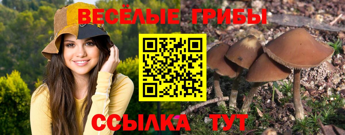 Псилоцибиновые грибы Cubensis Сызрань